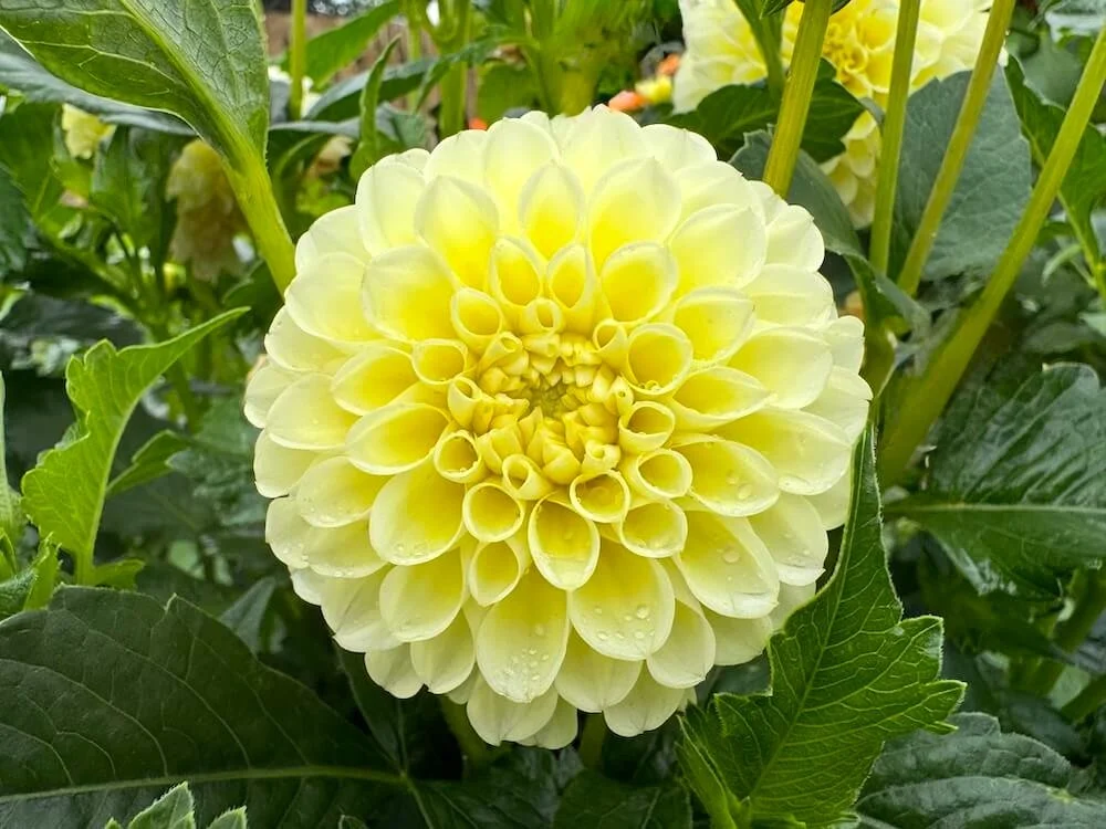 Dahlia 'Honey Dew' (Honey Dew Dahlia) — Northwest Blooms